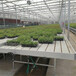 定制潮汐苗床温室花卉种植床可移动水培床规格