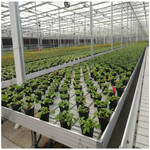 安徽滁州温室灌溉移动苗床温室大棚种植花卉苗床上下水架构育苗床