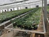常州植物大棚定制苗床厂蔬菜育苗科研温室