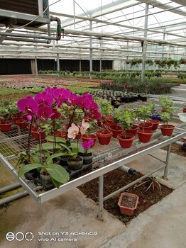 蝴蝶蘭培育苗床名貴花卉移動苗床