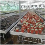 农业种植玻璃温室水肥一体化育苗设备活动潮汐育苗床
