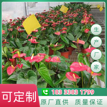農(nóng)作物育苗潮汐苗床材料適用于溫室大棚生產(chǎn)
