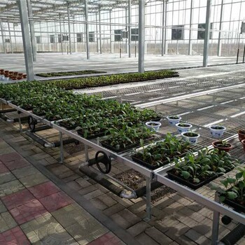 蔬菜瓜果種植大棚花卉種植潮汐移動(dòng)苗床
