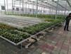 农业育苗设备大棚种植移动苗床生产厂家