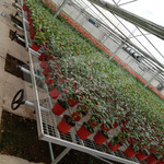 福建温室大棚 镀锌苗床网 现代农业 花卉种植蔬菜育苗