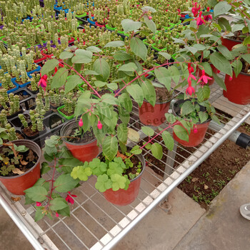 江苏农业育苗温室鲜花种植玫瑰花牡丹花养殖镀锌网