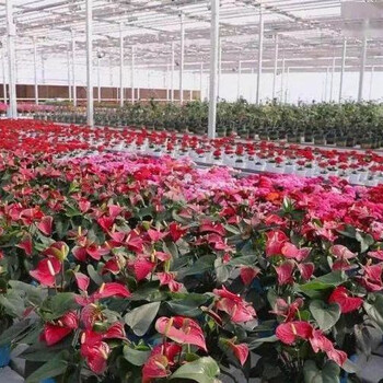 航迪大棚绿叶菜种植架栽培床现代农业无土种植水培苗床