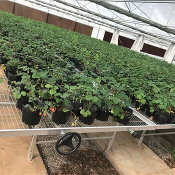 多层轨道苗床潮汐盘物流苗床自动化大棚种植育苗架