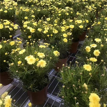 移動苗床固定苗床雙層多層軌道苗床農業(yè)種植育苗床