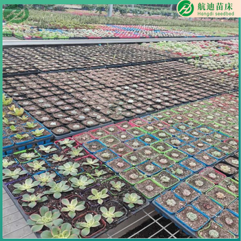 温室大棚蔬菜瓜果种植的帮手固定苗床种植苗床育苗架