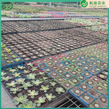 溫室苗床網(wǎng)菱形網(wǎng)鋼板植網(wǎng)床移動(dòng)育苗床可定制