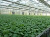 厂家定制蔬菜大棚花卉养殖花圃潮汐移动育苗床