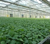 厂家定制蔬菜大棚花卉养殖花圃潮汐移动育苗床