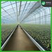 现代温室育苗设备潮汐灌溉式苗床水培花卉种植床可移动