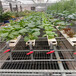 温室育苗床提供理想生长环境透气性和适当湿度促进植物健康生长