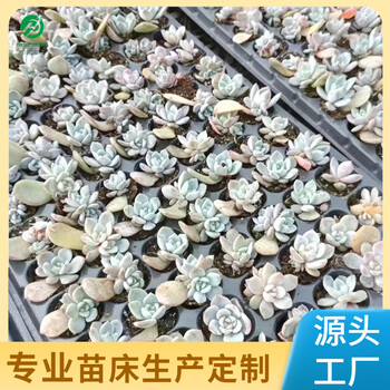 黑龙江温室蔬菜育苗网热镀锌种植苗床生产厂家现货充足