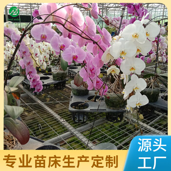 溫室大棚育苗床鍍鋅鋼絲網(wǎng)片栽培育苗設(shè)備助力植物生長