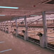 移动苗床1.7米左右宽度长度可任意调整养花育苗网源头生产厂