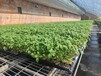 移动苗床温室大棚蔬菜花卉育苗种植架镀锌移动苗床网