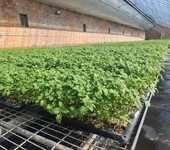 温室大棚蔬菜瓜果种植的帮手固定苗床种植苗床育苗架
