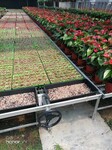 温室大棚农业种植可移动苗床食品级育苗栽培花卉养殖网支持定制