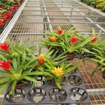 航迪花卉盆栽温室大棚种植蔬菜育苗设备移动镀锌苗床网