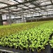 温室大棚种植培育苗床网适用于温室大棚种植
