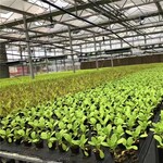移动苗床温室大棚种植床花卉植网床瓜果蔬菜种植育苗架