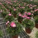高质黑料焊接苗床网促进花卉生长的移动式苗床网片增加种植效率