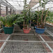 航迪花卉基地大棚名贵盆栽绿植移动式双层多层种植架
