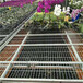 生产型花卉种植床热镀锌移动苗床高标准蝴蝶兰活动苗床