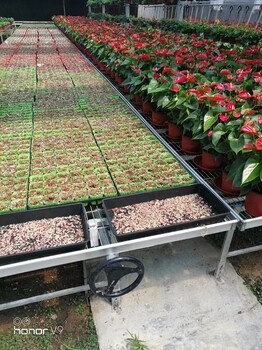 溫室大棚移動(dòng)苗床配件熱鍍鋅苗床網(wǎng)片蔬菜花卉育苗床網(wǎng)