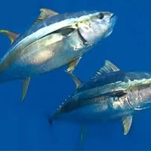 巴西黄鳍金枪鱼冷冻水产品进口报关流程