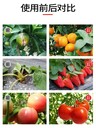 根果多微生物菌劑改良土壤保水保肥
