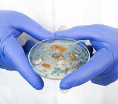 建筑产品抗菌检测