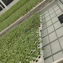 潮汐移动苗床水培盆栽花卉漂浮板种植蔬菜规格支持定制