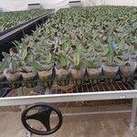 盆栽花卉生产基地育苗架 热镀锌移动苗床 增大种植面积 可定制