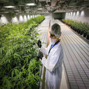 智能溫室水培葉菜種植床潮汐灌溉式移動苗床簡稱潮汐苗床