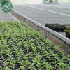 立體栽培育苗床定制溫室大棚移動苗床花卉育苗床供應商