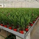 移動式栽培苗床大棚種植提升種苗培育效率