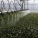 花卉蔬菜种植温室大棚设备移动苗床+自走式平移喷灌机设计