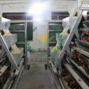 養(yǎng)雞設備階梯雞籠層疊雞籠自動化清糞機