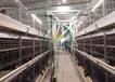 湖南自动化养鸡设备蛋鸡笼肉鸡笼