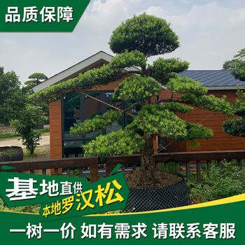 清城區(qū)大型羅漢松基地-聯(lián)系方式