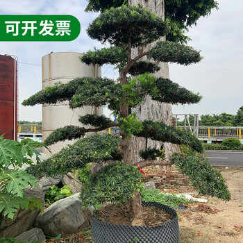 雷州庭院羅漢松多少錢-聯(lián)系方式