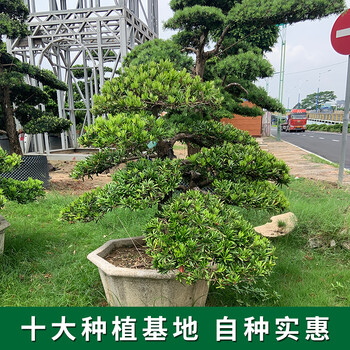 江門哪里有大型羅漢松-清場