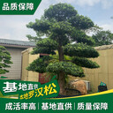 佛岡羅漢松基地-聯(lián)系方式