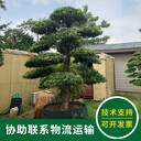 龍崗哪里的羅漢松便宜-場地到期