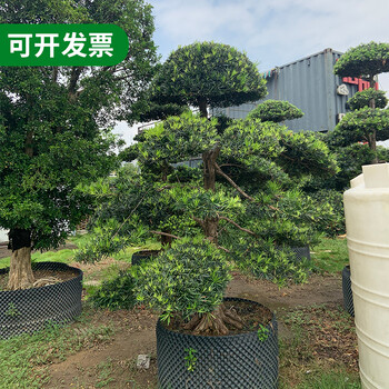 肇慶哪里有大型羅漢松-聯(lián)系方式