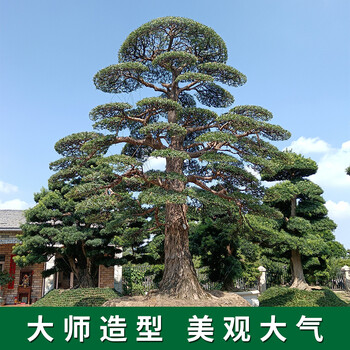 南區(qū)羅漢松基地-聯(lián)系方式